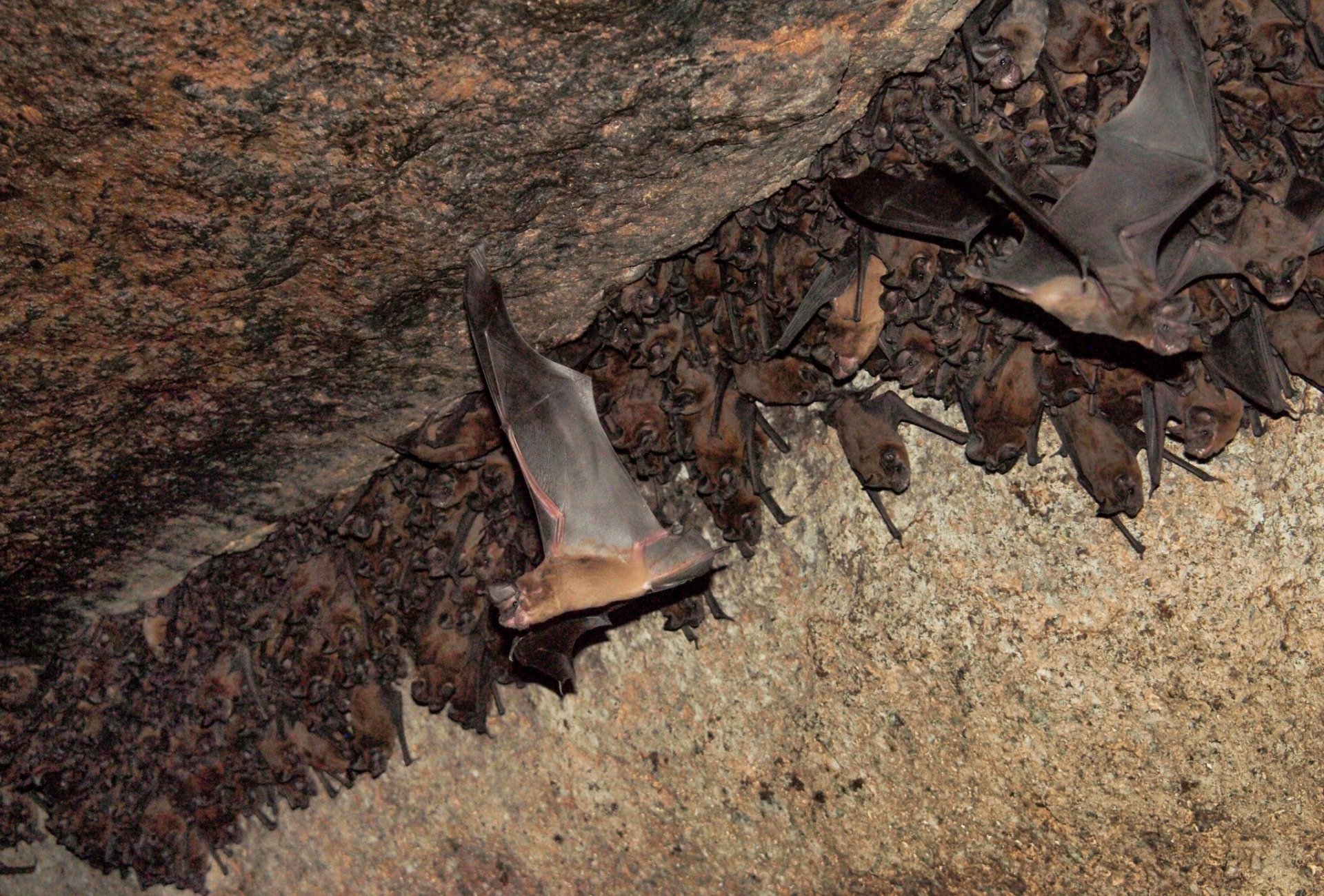 🏞️ 흰 구름 동굴(하쿠운도) 이미지 18